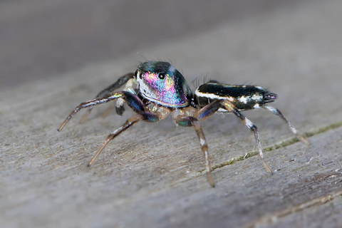 Jumping Spider (Cosmophasis thalassina) (Cosmophasis thalassina)